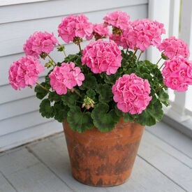 Pink Maverick, Geranium Seeds